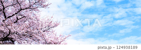 春の風が吹くような爽やかな雰囲気の青空と桜 124938189
