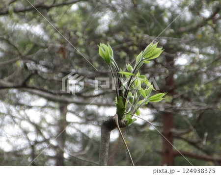 春の光を浴びるコシアブラの新芽 春の光を浴びるコシアブラの新芽 124938375