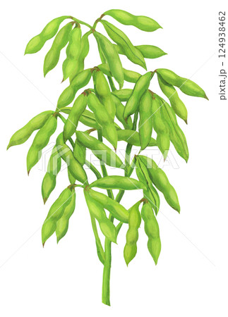 枝豆の房のイラスト 124938462