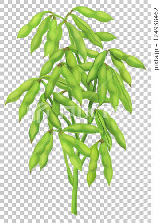 枝豆の房のイラスト 124938462