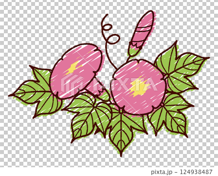 手書き風朝顔のカラーイラスト 124938487