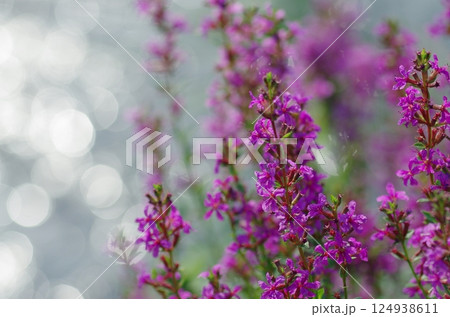 ミソハギの花 124938611