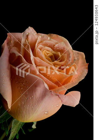 Close up rose isolated on black background Close up rose isolated on black background 124938643