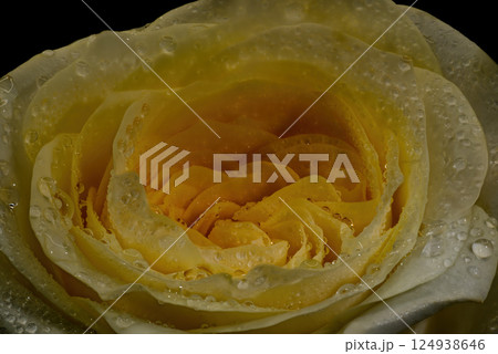 Close up rose isolated on black background Close up rose isolated on black background 124938646