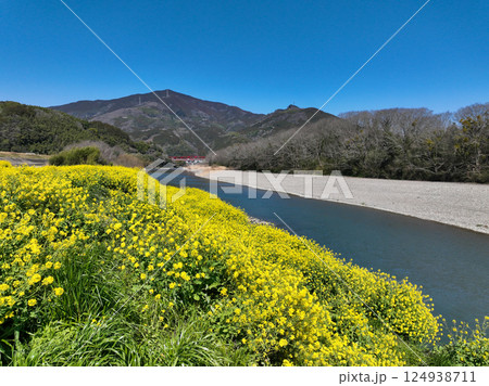 愛媛県大洲市　肱川河川敷の菜の花 124938711