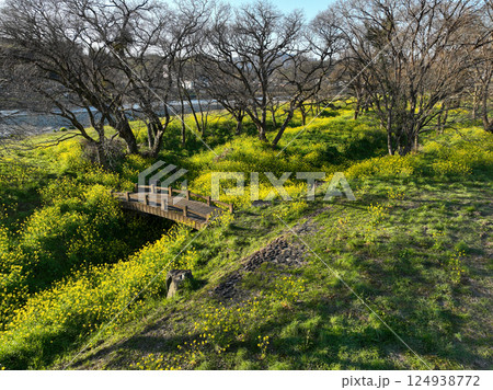愛媛県内子町　小田川河川敷の葉の花 124938772