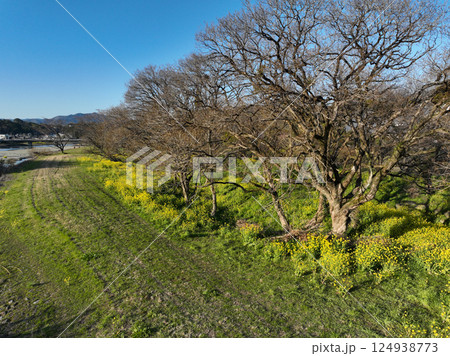 愛媛県内子町 小田川河川敷の葉の花 愛媛県内子町 小田川河川敷の葉の花 124938773