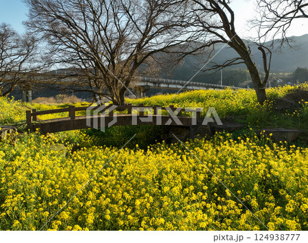 愛媛県内子町　小田川河川敷の葉の花 124938777