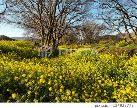 愛媛県内子町 小田川河川敷の葉の花 愛媛県内子町 小田川河川敷の葉の花 124938778