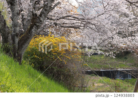京都府井手町 玉川堤 ヤマブキと桜の風景 京都府井手町 玉川堤 ヤマブキと桜の風景 124938803