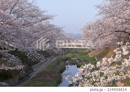 京都府井手町 桜名所 玉川の桜 京都府井手町 桜名所 玉川の桜 124938814