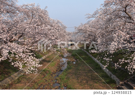 京都府井手町 玉川堤の満開の桜並木 京都府井手町 玉川堤の満開の桜並木 124938815