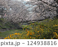 京都府井手町　玉川堤　桜とヤマブキ 124938816
