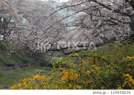 京都府井手町　玉川堤　桜とヤマブキ 124938816