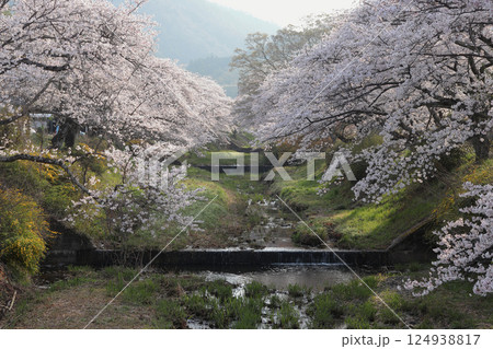 京都府井手町　玉川堤の満開の桜並木 124938817