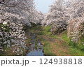 京都府井手町　玉川の桜 124938818
