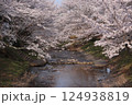 京都府井手町　玉川に映える満開の桜 124938819