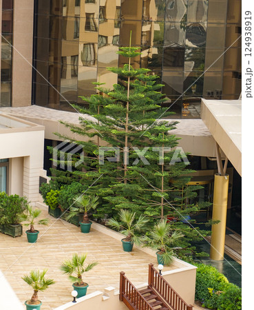 Araucaria and palms in the courtyard of a modern glass-walled building 124938919