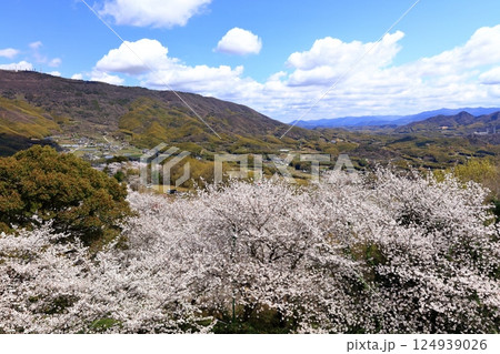 【香川県】桜咲く春の朝日山森林公園 【香川県】桜咲く春の朝日山森林公園 124939026