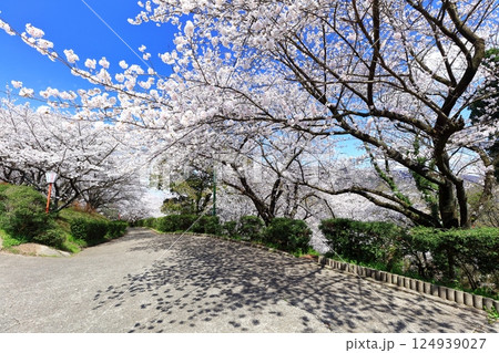 【香川県】桜咲く春の朝日山森林公園 124939027
