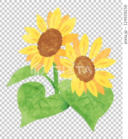 Hand-drawn watercolor sunflower illustration 124939256