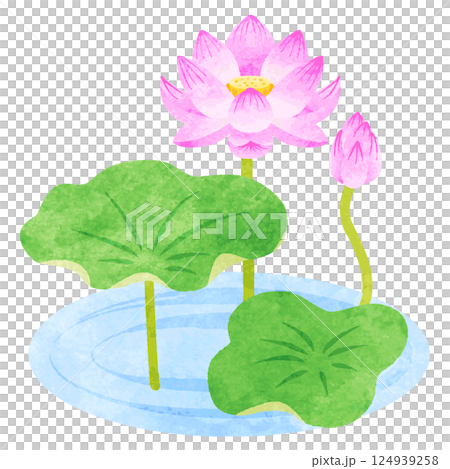 手描き水彩風 蓮の花 イラスト 手描き水彩風 蓮の花 イラスト 124939258