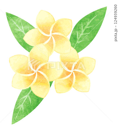 手描き水彩風　プルメリアの花　イラスト 124939260