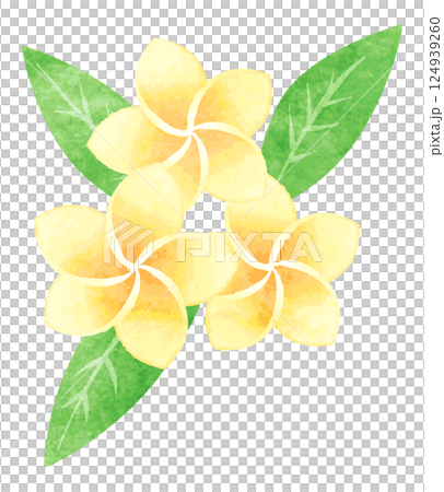 手描き水彩風　プルメリアの花　イラスト 124939260