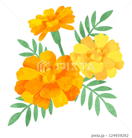 手描き水彩風　 マリーゴールドの花　イラスト 124939262