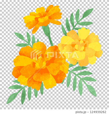 手描き水彩風　 マリーゴールドの花　イラスト 124939262