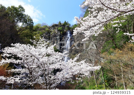 【香川県】桜咲く春の不動の滝カントリーパーク 124939315