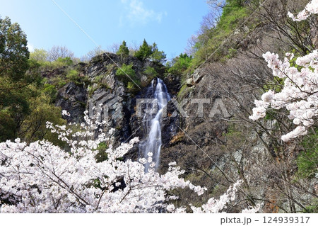 【香川県】桜咲く春の不動の滝カントリーパーク 124939317