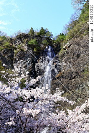 【香川県】桜咲く春の不動の滝カントリーパーク 124939319
