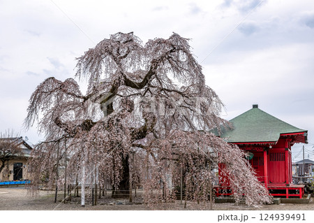 延命寺境内にある筑西市天然記念物枝垂れ桜【茨城県筑西市】 延命寺境内にある筑西市天然記念物枝垂れ桜【茨城県筑西市】 124939491