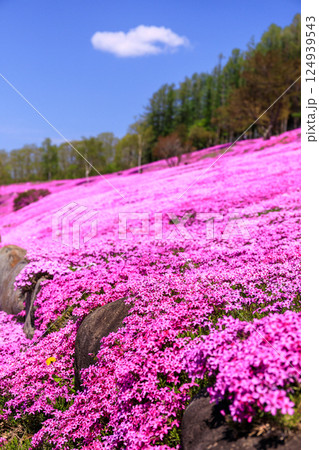 北海道滝上町、日本一の芝桜の群落が夢の世界へと誘う、芝ざくら滝上公園【5月】 124939543