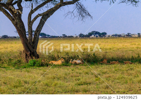Pride of lions (Panthera leo) under a tree in savannah in Serengeti national park, Tanzania 124939625