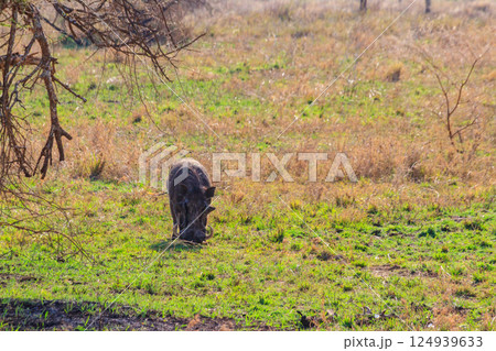 Common warthog (Phacochoerus africanus) in savanna in Serengeti national park, Tanzania 124939633