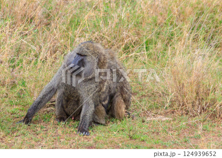 Pair of Olive Baboons (Papio anubis) sitting together on a ground in savanna in Serengeti national park, Tanzania 124939652