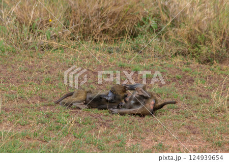 Two young olive baboons (Papio anubis) playing in savanna in Serengeti national park, Tanzania 124939654