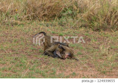 Two young olive baboons (Papio anubis) playing in savanna in Serengeti national park, Tanzania Two young olive baboons (Papio anubis) playing in savanna in Serengeti national park, Tanzania 124939655