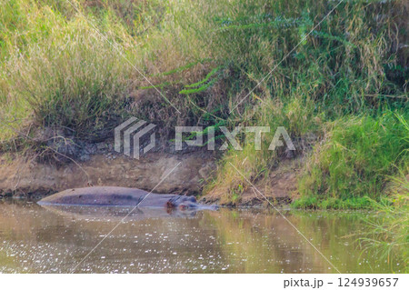 Hippo (Hippopotamus amphibius) in a river in Serengeti National Park, Tanzania. Wildlife of Africa Hippo (Hippopotamus amphibius) in a river in Serengeti National Park, Tanzania. Wildlife of Africa 124939657