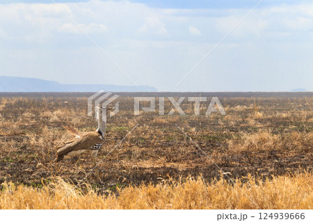 Kori bustard (Ardeotis kori) walking in dry savannah in Serengeti National Park, Tanzania 124939666