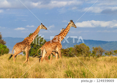 Group of giraffes walking in Ngorongoro Conservation Area in Tanzania. Wildlife of Africa 124939669