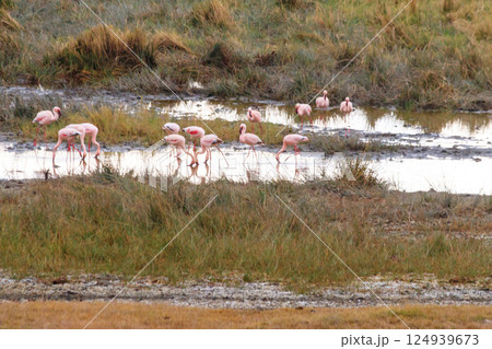 Lesser flamingo (Phoeniconaias minor) in Ngorongoro crater national park in Tanzania. Wildlife of Africa Lesser flamingo (Phoeniconaias minor) in Ngorongoro crater national park in Tanzania. Wildlife of Africa 124939673