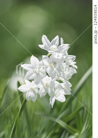 白い水仙の花 白い水仙の花 124939814