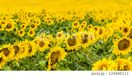 Field of sunflowers 124940111