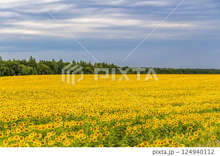 Field of sunflowers 124940112