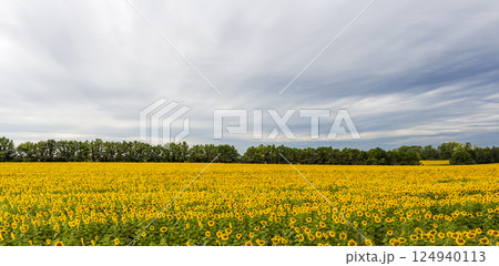 Field of sunflowers Field of sunflowers 124940113