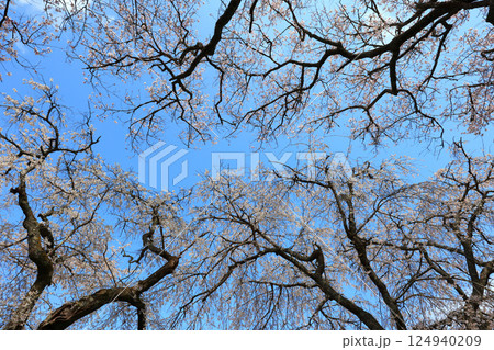 徳佐のしだれ桜 9156 徳佐のしだれ桜 9156 124940209