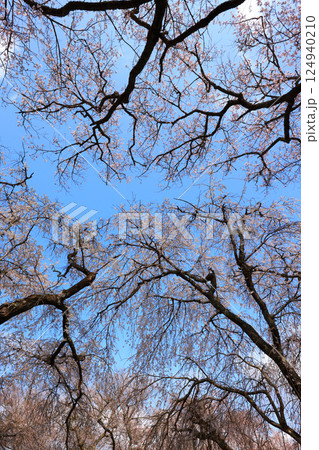 徳佐のしだれ桜 9158 徳佐のしだれ桜 9158 124940210